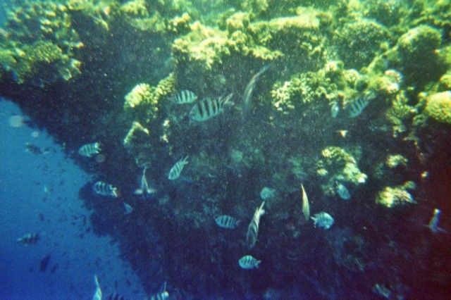 Potapljanje na koralnem grebenu