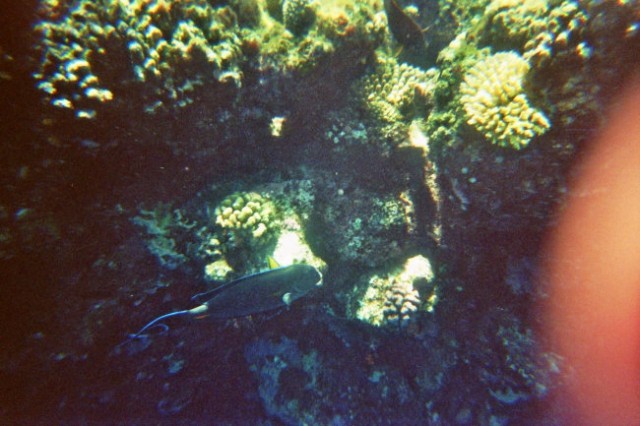 Potapljanje na koralnem grebenu6