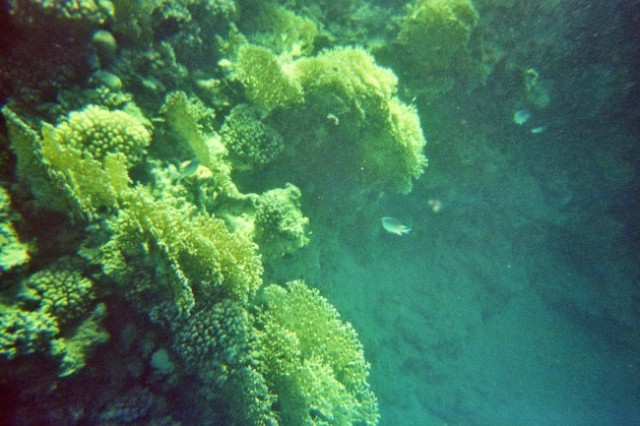 Potapljanje na koralnem grebenu2