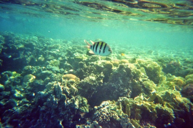 Potapljanje na koralnem grebenu4