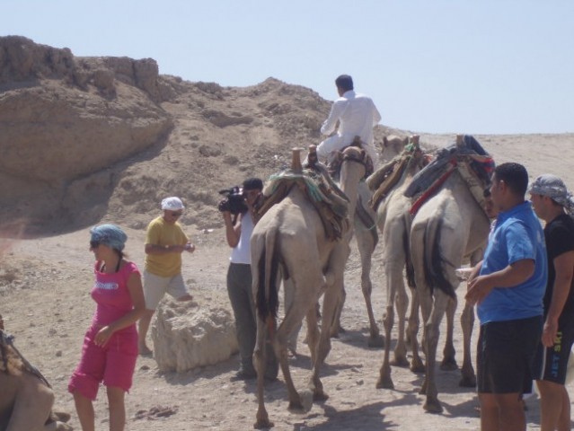 Ježa kamel
