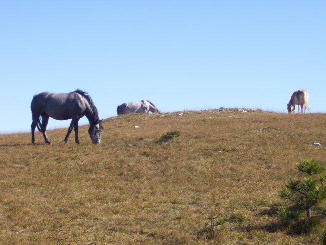 Vremščica 2007 - foto povečava