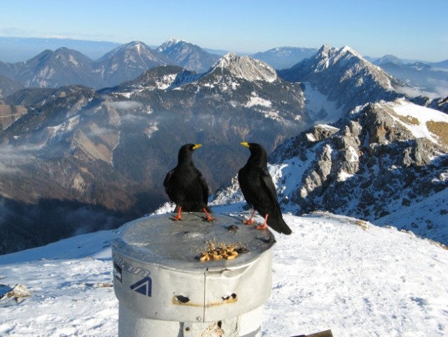 Begunjščica2060m 7jan