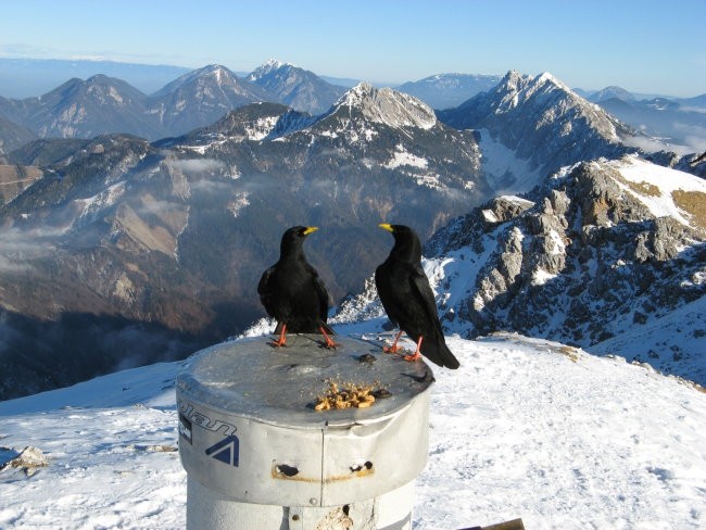 begunjščica2060m 7jan