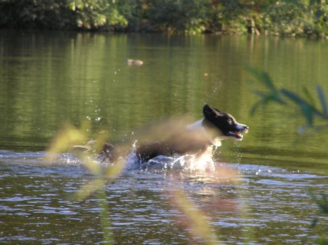 Kopanje v dravi, julij 2007 - foto povečava