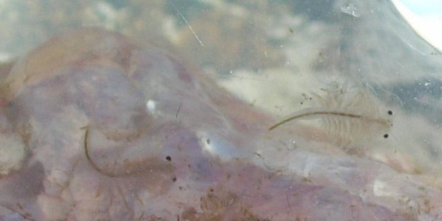 Artemia nyos - foto