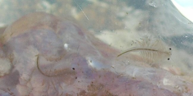 Artemia nyos - foto povečava