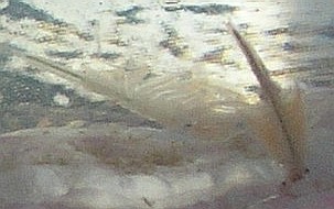 Artemia nyos - foto povečava