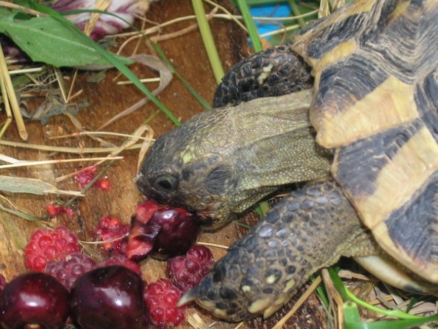 Testudo hermanni - foto