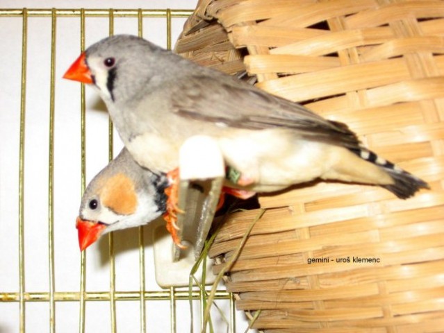 My finches - foto