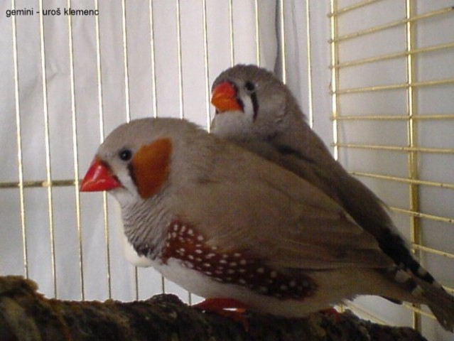 My finches - foto