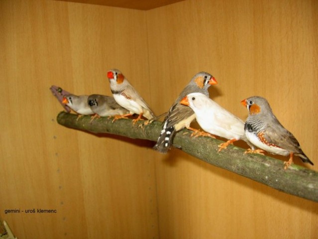 My finches - foto