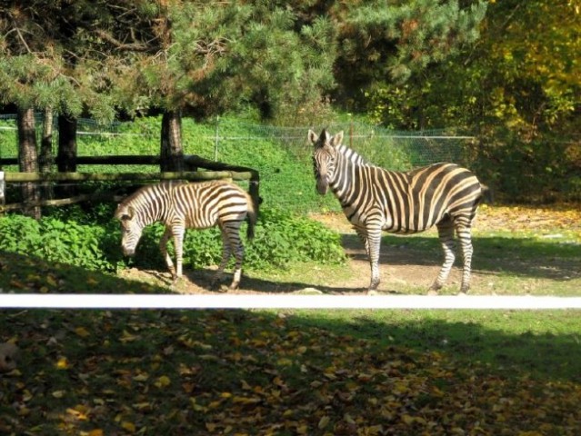 Zebre