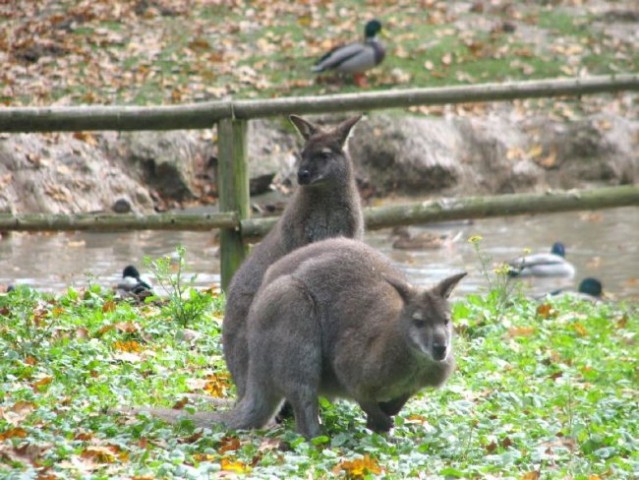 Mali kengurujčki