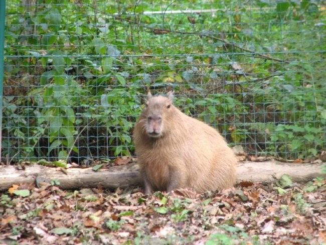 Jezne kapibare
