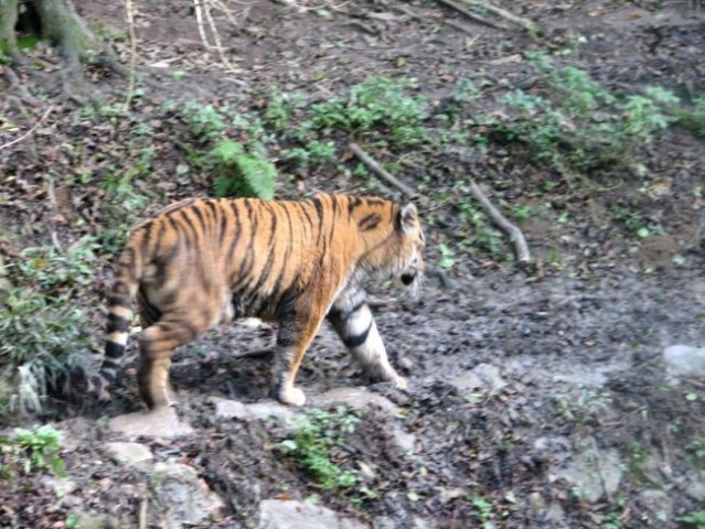Velika muca :) Čudovit tiger