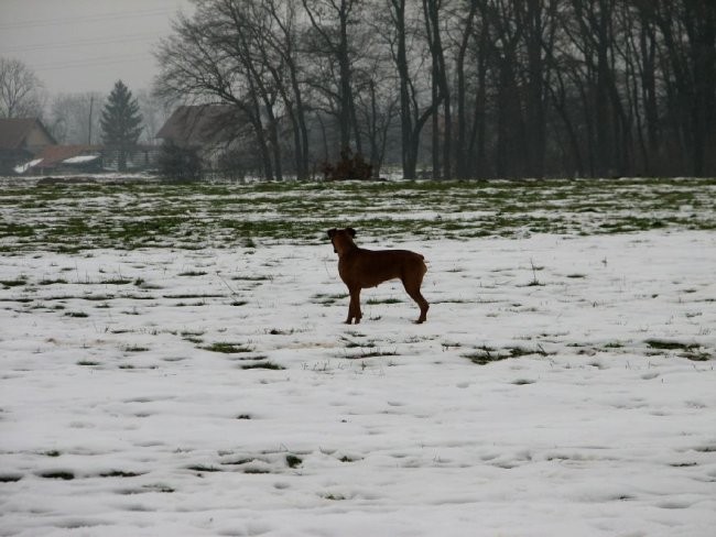 Zajčja Dobrava (december, januar, februar) - foto povečava