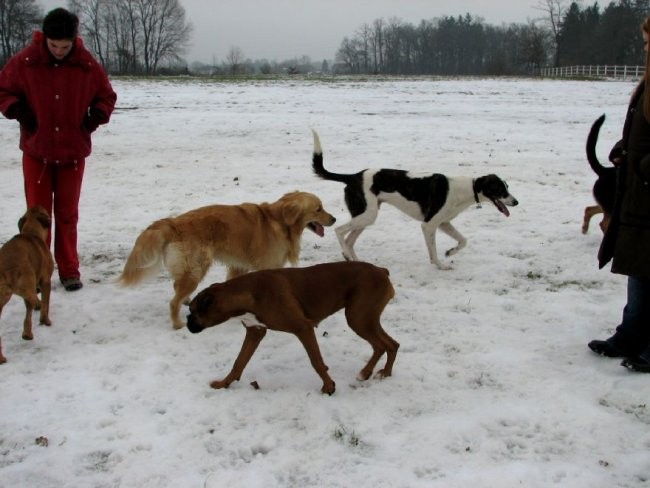 Zajčja Dobrava (december, januar, februar) - foto povečava