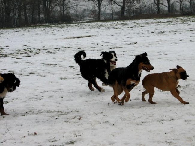 Zajčja Dobrava (december, januar, februar) - foto povečava