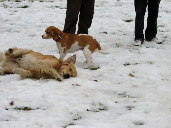 Zajčja Dobrava (december, januar, februar) - foto povečava