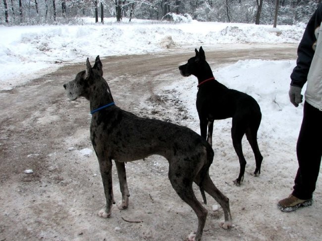 Zajčja Dobrava (december, januar, februar) - foto povečava