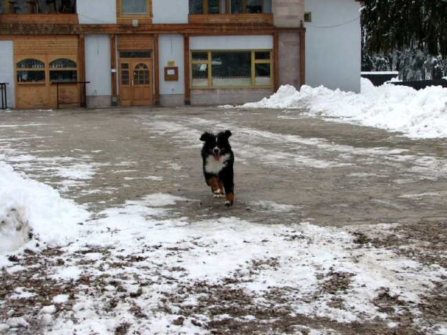 Zajčja Dobrava (december, januar, februar) - foto povečava