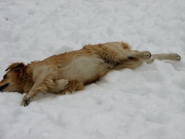 Zajčja Dobrava (december, januar, februar) - foto