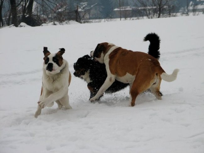 Zajčja Dobrava (december, januar, februar) - foto povečava