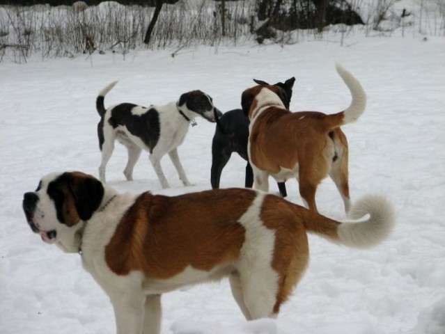 Zajčja Dobrava (december, januar, februar) - foto