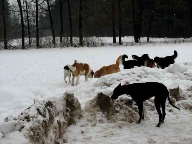 Zajčja Dobrava (december, januar, februar) - foto povečava