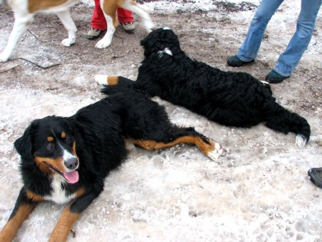 Zajčja Dobrava (december, januar, februar) - foto povečava