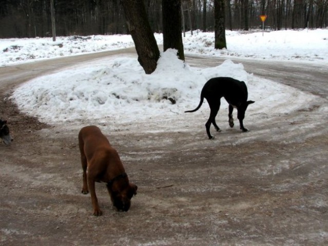 Zajčja Dobrava (december, januar, februar) - foto