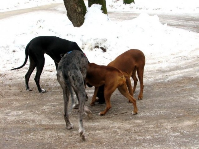 Zajčja Dobrava (december, januar, februar) - foto