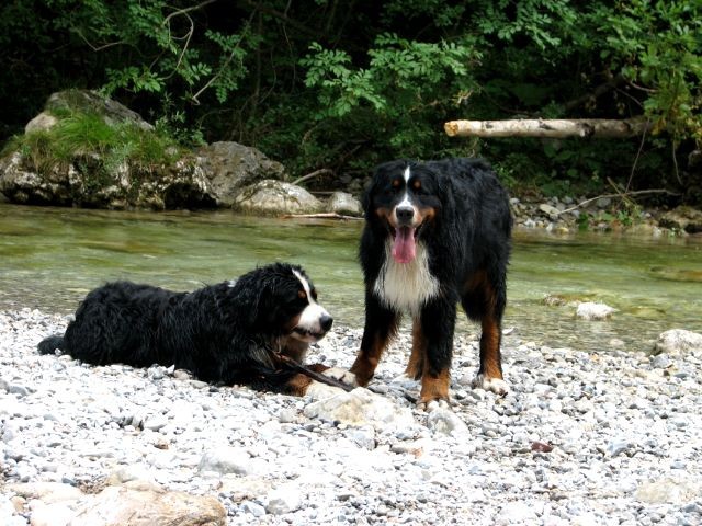 Astor&Atos v Iškem Vintgarju(7.7.06)/ Pri - foto povečava