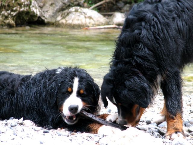 Astor&Atos v Iškem Vintgarju(7.7.06)/ Pri - foto povečava