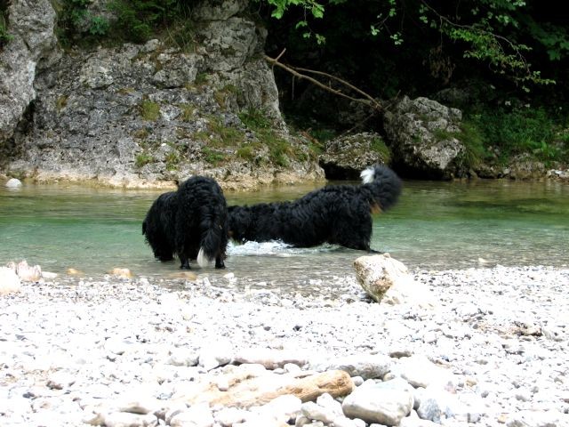 Astor&Atos v Iškem Vintgarju(7.7.06)/ Pri - foto povečava