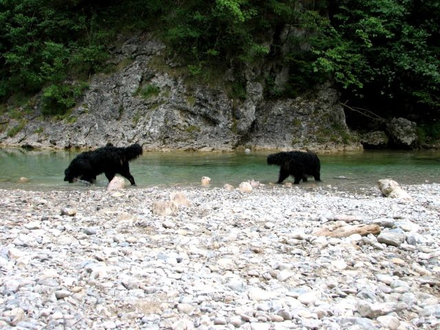 Astor&Atos v Iškem Vintgarju(7.7.06)/ Pri - foto povečava