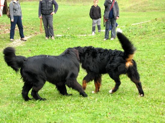 5. PeSjanarsko srečanje (30.oktober 06 - Kran - foto povečava