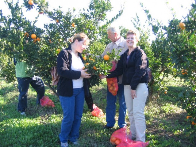 Mandarine - foto