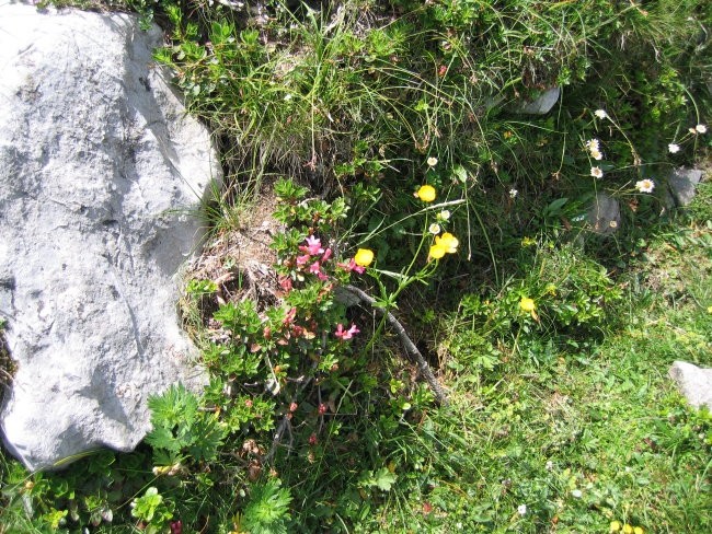 Kekec- Velika planina - foto povečava