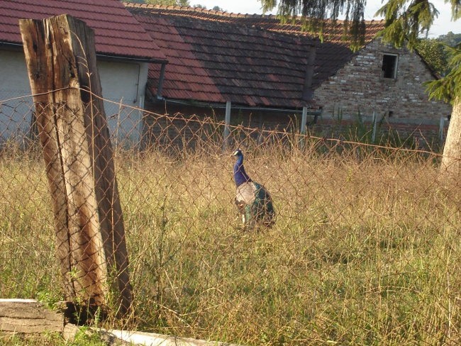 MOJ ALBUMKO - foto povečava