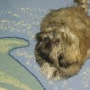 ipi moj