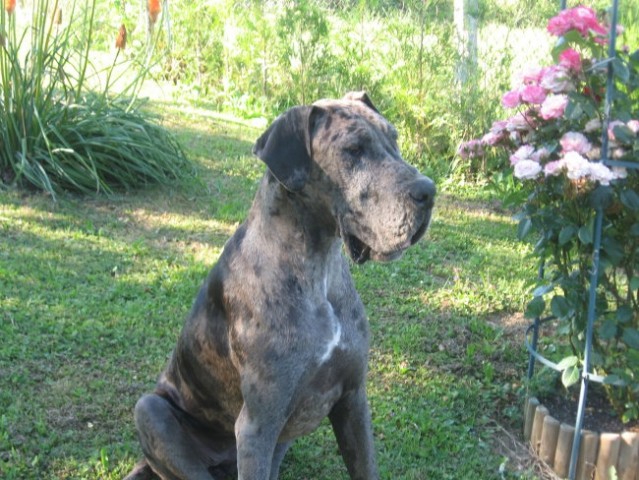 GOOCHIE123 - foto