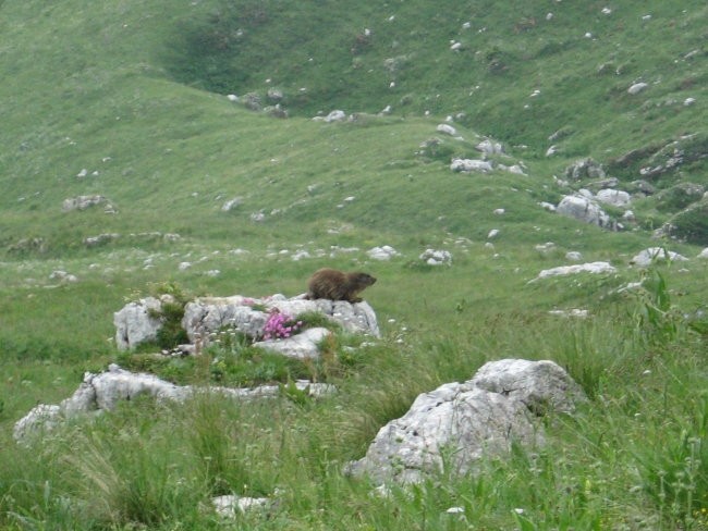 Planina Pecol