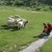 Nejka hoče pobožati ovce, pa ji ne uspeva