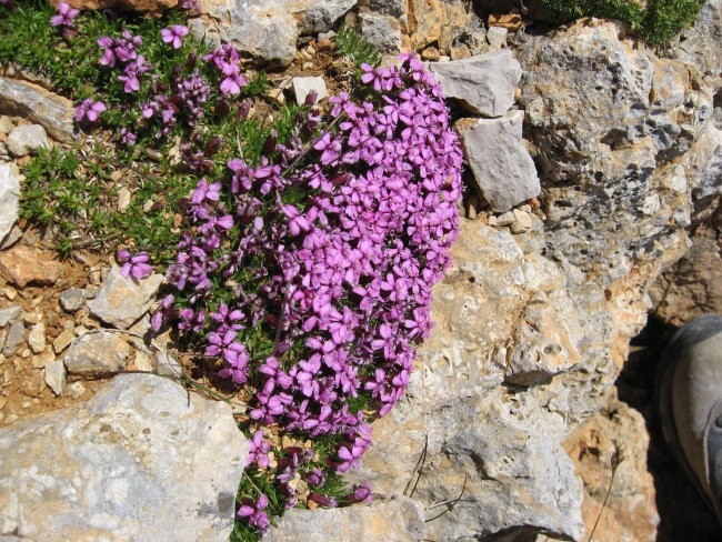 Tudi v skalovju najdemo cvetje