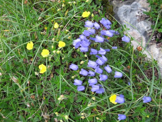 Planinsko cvetje