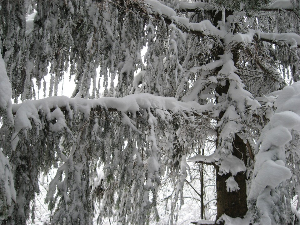 21. zimski pohod na Ramšakov vrh, 1. februar  - foto povečava