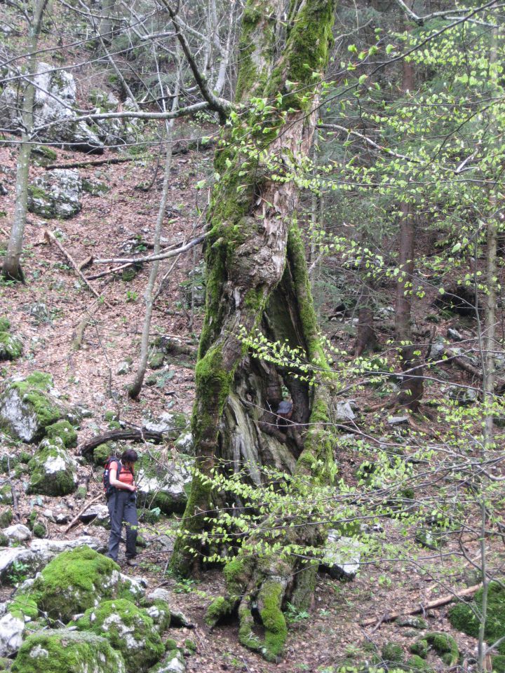 Čaven, 9. maj 2010 - foto povečava