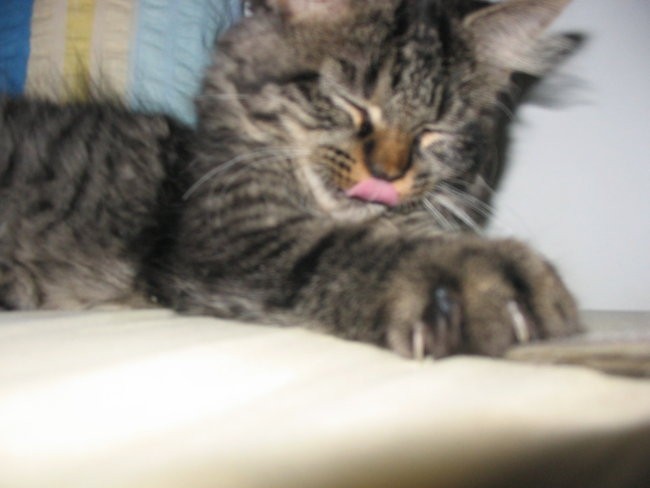Tacek <3 - foto povečava